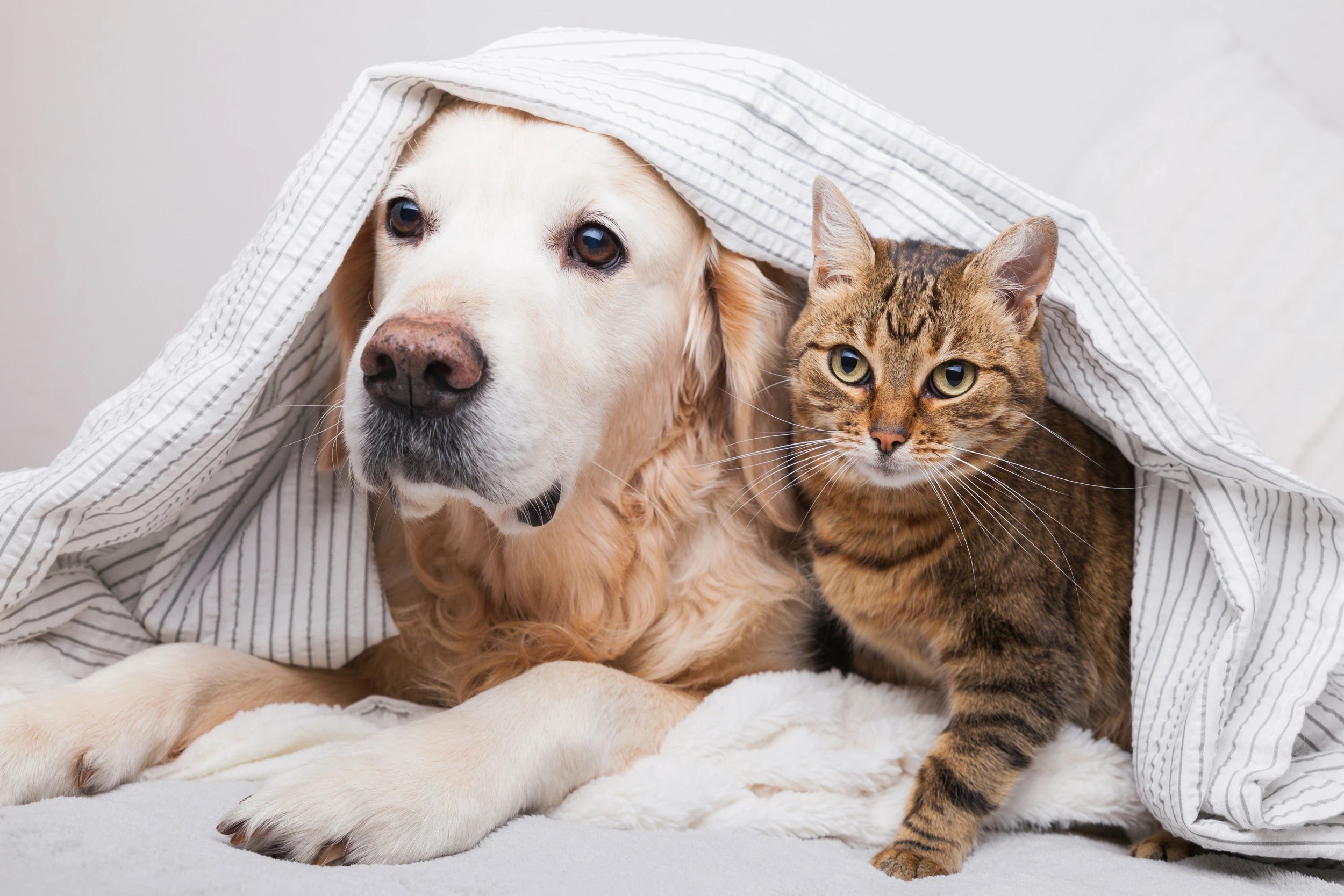 Pet-love-cover